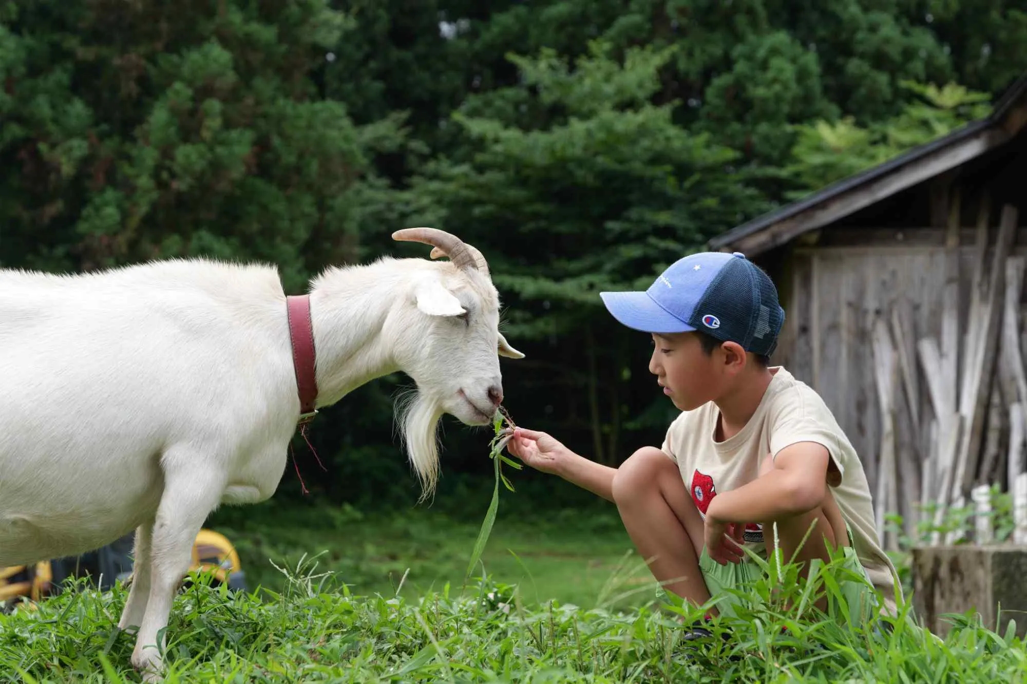 ふれあいのようす