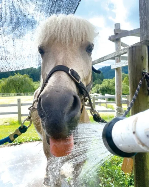 ふれあいのようす